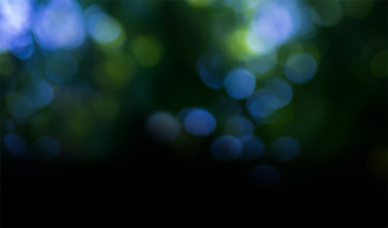 program notes banner of blurry leaves